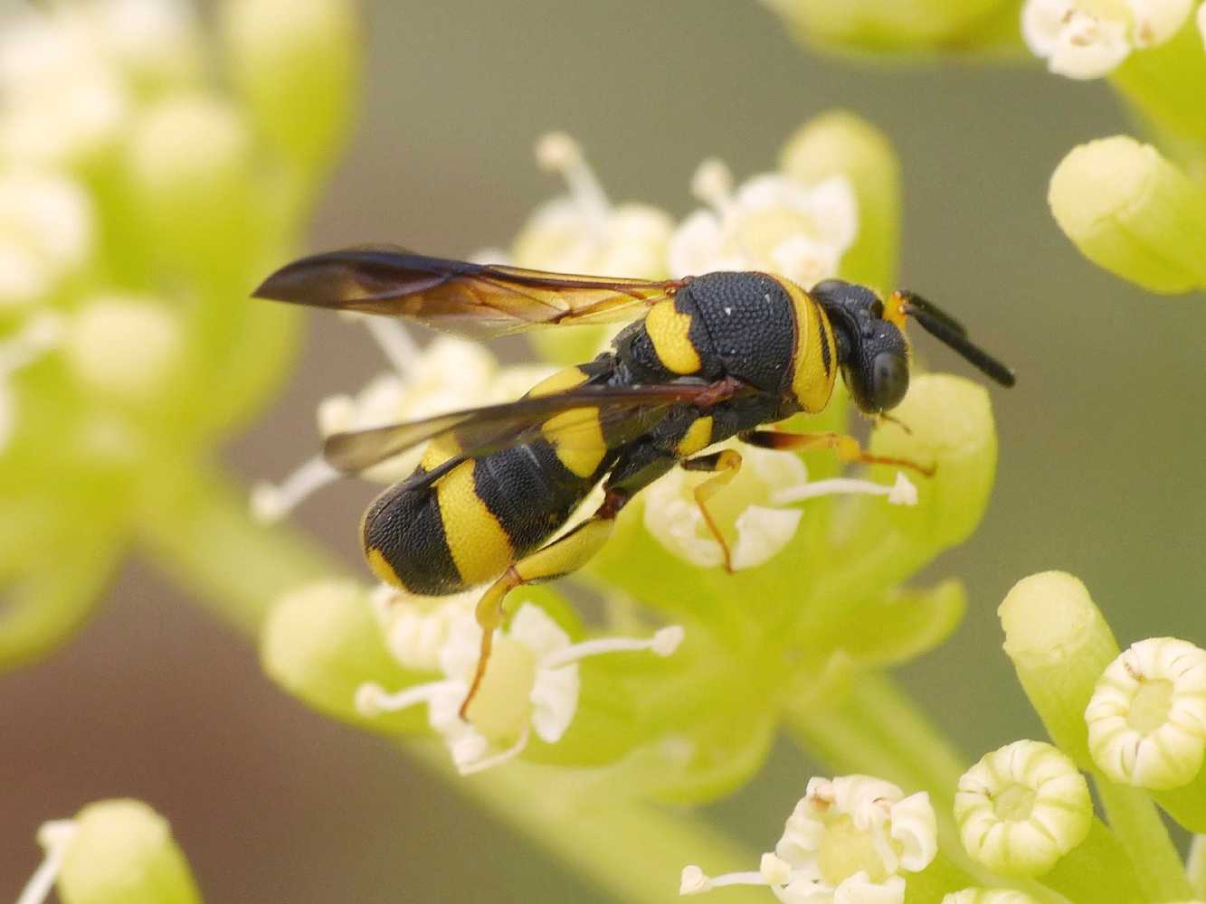 Piccoli Leucospidae